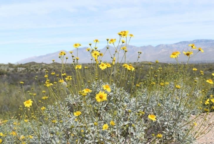 Brittlebush