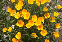 California Poppy