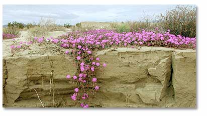 Desert Sand Verbena