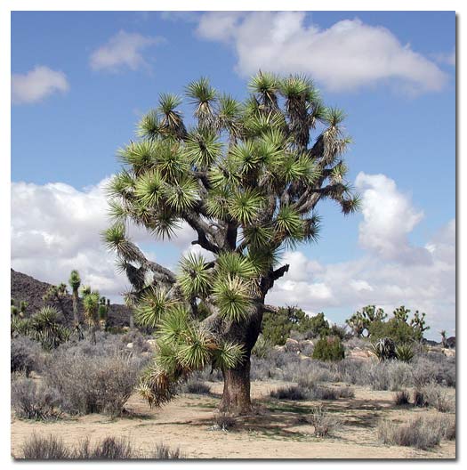 Joshua Tree