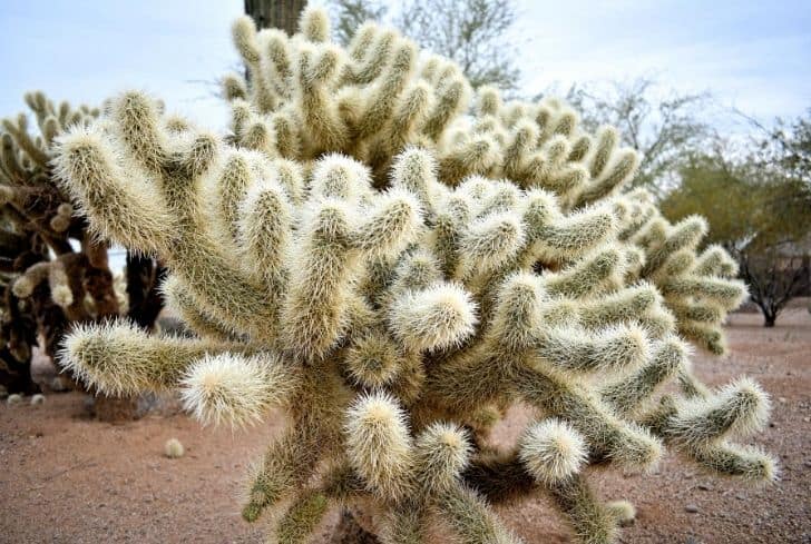 Jumping Cholla