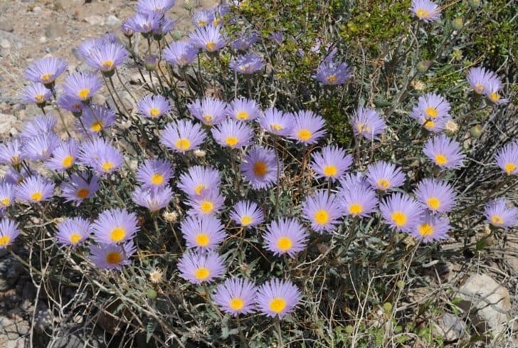 Mojave-aster