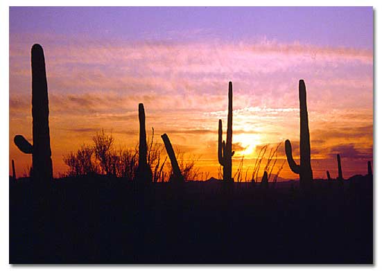 The Desert Cactus