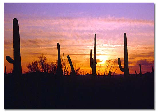 The Desert Cactus