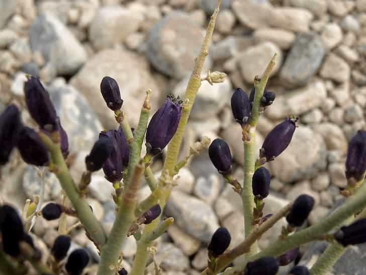 Turpentine Broom